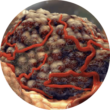 CELL-REGENERATION EFFECT