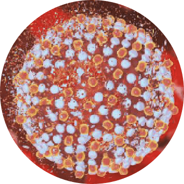 CELL-REGENERATION EFFECT